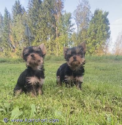 myydään yorkshire www.koiratori.com-ilmoitus Luovutusikuiset uros ja narttupentu vapaana. Pennut on leikkisin , aktiivisia, tutustuttu jo ulkona olo.moneasti madotettu, eläinlääkärin tarkastama, siru, eu passi. Annettu ensimmäinen nelosrokote. Vanhemmat tutkittu , hyvät polvet, sydän, silmät kunnossa, hyväluonteisia pikkukoiria. Kysy lisä
