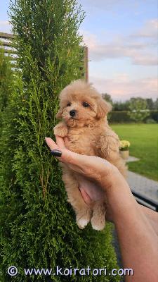 myydään maltipoo www.koiratori.com-ilmoitus Luovutusikuiset, uros ja narttupennut vapaana. Pennut on moneasti madotettu, eläinlääkärin tarkastama, siru eu passi.annettu ensimmäinen nelosrokote. Pentua opetettu omalla aidatulla pihalla olla ulkona. Vanhemmat kääpiörotusia, malta koira ja kääpiövillakoira , molemmat terveitä, kysy lisä
