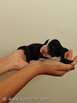 myydään bernedoodle www.koiratori.com-ilmoitus 29.8 syntyneestä bernedoodle pentueesta vielä muutama pentu varattavissa rakastavaan kotiin. Vanhemmat terveitä ja tutkittuja koiria. 

aikuiskoko isohko ja turkki vaatii trimmausta. 

tutustu lisää

https://www.kennelsweetdog.com/
