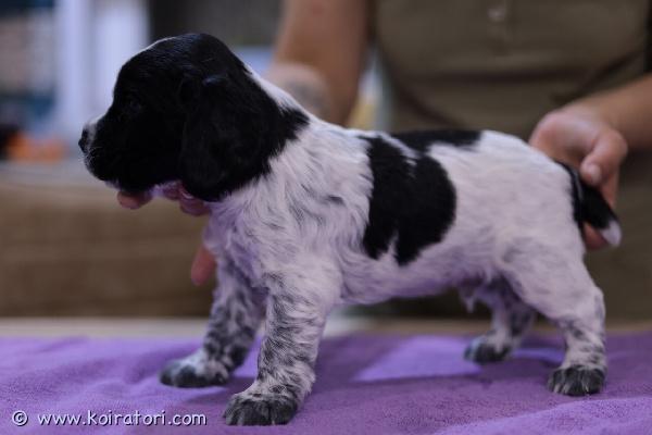 myydään venäjänspanielit www.koiratori.com-ilmoitus Todella viisas rotu . 
suomessa elokuussa 2025 syntyneet ihanat venäjänspanieli pennut. Käyvät pentutarkastuksessa ja samalla tottuvat autoiluun ja ostaja saa eläinlääkärintodistuksen mukana. Myös sirutus tehdään pentutarkastuksen yhteydessä, jotta saa rekisteröidä ruokvir. Uusiin koteihin pennut lähtevät kun ovat täyttäneet 7vk eli 20.10 alkaen.madotus aloitettu 2vk ikäisinä ja madotetaan 2vk välein, sekä emo, että pennut. Kynsiä leikataan useampaan kertaan ennen luovutusta ja ruokitaan monipuolisesti. Hellitään, leikitään, sylitellään ja paijataan koko perheen toimesta. Harjoitellaan sisäsiisteyttä sään salliessa,sillä näillä on suht ohut karva eikä haluta vilustuttaa pieniä. . Pentujen vanhempiin viitaten näistä pennuista saat kaverin niin sohvalle kun myös lenkille tai vaikka marja/sienimetsään tai kalastuksen yms. Pienen aikuiskokonsa vuoksi on helppo ottaa mukaan melkeen minne vaan. 
 ostaja rokotuttaa itse 12vk kun tulee pennuilla täyteen.  Kerro missä päin asut ja kodistasi ja sen jälkeen voin laittaa lisää kuvia/videoitakin sopiville ehdokkaille .
On toimitus Äänekoski asti 20.10 noin . 
