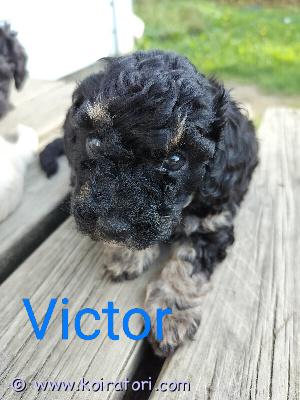 myydään poochon www.koiratori.com-ilmoitus Poochonmix pennut terveystarkastetuilta vanhemmilta! 

Isä keskikokoinen villakoira, emo bichonmix. Pentujen aikuiskoko n.5-9 kg ja selkäkorkeus n.30-40cm. 

1 tyttö ja 3 poikaa, nimet on, mutta ne voi vielä vaihtaa. Elävät perheen keskellä tottuen kodin ääniin ja elämään, tottuneet kissoihin ja lapsiin. Emolle 2. Ja viimeinen pentue.  7.8.25 suomessa syntyneitä, luovutus 27.9 alkaen.

Hinta 1500, josta 200e varausmaksua. 

Madotetaan 2vk välein, käytetään eläinlääkärin pentuetarkistuksella 7vk iässä, saavat sirun. Totutetaan turkin leikkuuseen ja kaikkeen käsittelyyn. Rokotukset jää ostajalle. Kauppakirja tehdään kirjallisena. Mukaan pieni pentupaketti. Pennunostajille voidaan tehdä yhteinen wa ryhmä.

lisäkuvia instagramissa eveliinaisk nimellä.