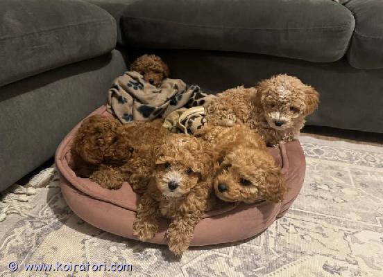 myydään maltipoo www.koiratori.com-ilmoitus Moikka! ????

meillä on nyt tarjolla 5 tervettä maltipoo-pentua – 3 tyttöä ja 2 poikaa.
pennut syntyivät 25.07.2025, ja ne ovat valmiita muuttamaan omiin rakastaviin koteihinsa 8 viikon iässä alkaen 19.09.2025.

? tietoa pennuista:
	•	ikä: 7 viikkoa
	•	väri: kaikki pennut ovat kauniin ruskean/aprikoosin sävyisiä
	•	kasvavat kodissa muiden eläinten kanssa ? tottuvat hyvin erilaisiin ympäristöihin
	•	pennut ovat hyvin leikkisiä, uteliaita ja rakastavia – jokaisella on oma ihana luonteensa: osa on reippaita seikkailijoita, toiset taas rauhallisempia sylivauvoja.
	•	totutamme pennut käsittelyyn, sylissä olemiseen sekä arjen ääniin, jotta sopeutuminen uuteen kotiin olisi mahdollisimman helppoa.

? vanhemmista:
	•	molemmat vanhemmat ovat maltipooita (paino 3–4 kg)
	•	molemmilla on erinomaiset terveystarkastukset (polvet, lonkat, silmät)
	•	luonteeltaan rauhallisia, rakastavia ja erittäin lapsiystävällisiä ? täydellisiä perhekoiria

? pentujen mukaan uuteen kotiin:
	•	mikrosiru
	•	eläinlääkärin tarkastama terveystodistus
	•	ikään sopivat rokotukset
	•	madotukset tehty 4x ennen luovutusta

nämä pennut kasvavat rakastavassa kodissa ihmisten ja eläinten ympäröiminä. Niistä kasvaa seurallisia, perheeseen kiintyviä ja iloisia kumppaneita, jotka tuovat mukanaan valtavasti rakkautta ja iloa ??

jos olet kiinnostunut tai haluat lisätietoa pennuista, ota rohkeasti yhteyttä.
odotamme innolla kuulevamme teistä