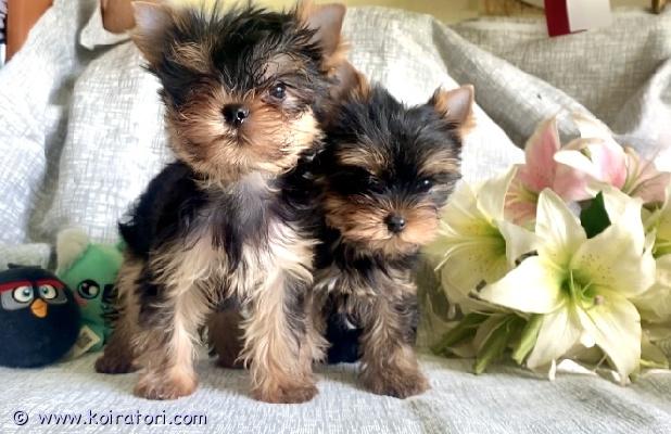 myydään yorkshireterrier www.koiratori.com-ilmoitus Luovutusikuiset, uros ja narttupentu vapaat. Pennut on moneasti madotettu, eläinlääkärin tarkastama, siru, eu passi.annettu ensimmäinen rokote. Vanhemmat terveitä on tutkittu ennen astutusta, pennut syö märkä ja kuiva ruoka, ollut ulkona, reippaita ja luonnelta tasapainoisia, hyvin tottelevaisia, kysy lisä. Aikuspaino pennuilla noin 3 kg