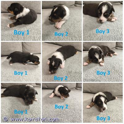 MYYDääN sheltie puppies www.koiratori.com-ilmoitus The kennel is opening reservations for sheltie puppies: 3 tricolor boys.
the puppies were born on 26.08.2025.
they will be ready to go to a new family in early november.
the puppies are healthy according to their parents. The parents have excellent cea (eyes) and dysplasia examination results.
each puppy will have an ekl/fci pedigree, a european passport, a chip, a vaccine according to age, and a sales contract.
i have whatsapp, viber.

kennel avaa varauksia sheltin pennuille: 3 tricolor-urosta.
pennut syntyivät 26.8.2025.
ne ovat valmiita muuttamaan uuteen kotiin marraskuun alussa.
pennut ovat vanhempiensa mukaan terveitä. Vanhemmilla on erinomaiset cea- (silmät) ja dysplasia tutkimustulokset.
jokaisella pennulla on ekl/fci-sukutaulu, eurooppalainen passi, siru, iän mukainen rokotus ja kauppakirja.
minulla on whatsapp ja viber.