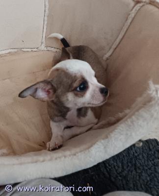 myydään chihuahua www.koiratori.com-ilmoitus Iloiset ja sosiaaliset lapsiin ja kissoihin ja normaaliin perhe-elämään tottuneet pennut etsii omia rakastavia koteja. Sirutettu sekä rekisteröity koira rekisteriin. Eläinlääkärintarkastamat sekä useasti madoitettu. Vanhemmat nähtävissä. Ruskea narttupentu sole sekä harmaa valkoinen urospentu amos.  pennut asustaa salossa 041-5024596 /susanna 