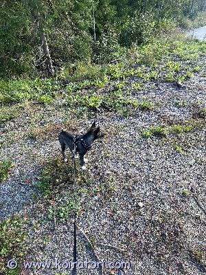 myydään sekarotuinen www.koiratori.com-ilmoitus etsii uutta kotia 5kk narttu luna saksanpaimenkoira mix / sekarotuinen. On tullut virosta meille. Löytyy lemmikkipassi ja kaikki tärkeät rokotukset. On energinen ja rakastaa nuolla.luovumme, koska itse en pysty huolehtimaan hänestä, kun sain tietää että olenkin raskaana, kun pentu tuli meille. Puolisoni taas on töissä suurimman osaa, joten on vaikeaa huolehtia lunasta.aina saa kysyä videoita/kuvia ja myös voi tulla katsomaan sovitulla ajalla ennen ostamista. Pitää vielä opettaa sisäsiistiksi, mutta osaa ja tajuaa tehdä ulos! on alkanut leikkimään muiden koirien kanssa ja on todella ystävällinenei ole varausmaksuja ja osamaksuja ja sen tyyppisiä ei oteta vastaan!!!mielummin laittakaa viestiä whatsappiin 0449790731espoon keskuksesta haku ja käteisellä maksu!!!