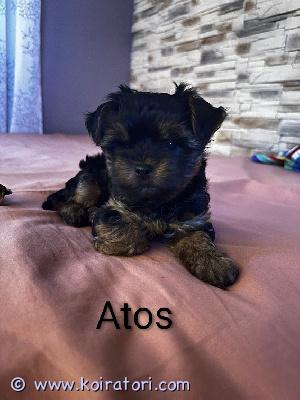 myydään yorkshirenterrieri www.koiratori.com-ilmoitus Myydään kaksi urosta: ATOS ja ARAMIS , syntyneet Suomessa 26.8.2025. Luovutetaan 5.11.2025 eteenpäin. Pennut ovat madotettuneita iän mukaan, sirutetut ja eläinlääkärin tarkistamat 25.10.2025. 
Aikuispaino 3kg. Vanhemmat ikä :emo 5v paino 3,2kg, isä 2v 3kg.

Pennut ovat terveitä , energisiä, kaunnita ja söpöjä. ATOS ja ARAMIS etsivät uusia koteja. Ennen kuin myyn pennut, haluaisin tietää, millaiseen kotiin ne tulevat. Lähetä minulle  ensijaisesti sähköpostia: aga123z@wp.pl

Emo ja pennut ovat tavattavissa sopimuksen mukaan. 
Varausmaksu 200€ , jotka vähennetään loppusummasta. Ostajan peruuttaessa varauksen,varausmaksua ei palauteta.
