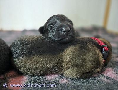 myydään saksanpaimenkoira www.koiratori.com-ilmoitus Käyttölinjaiset saksanpaimenkoiran pennut varattavissa. Ovat syntyneet 21.10.2025.

https://jalostus.kennelliitto.fi/frmsukutaulu.aspx?reknoi=fi48223/20reknoe=fi32195/22

Varattavissa vielä 3 urosta ja 1 narttu etsii sijoituskotia.

Pennut rekisteröidään kennelliittoon, sekä koira rekisteriin, madotetaan useasti ja käyvät ell tarkastuksessa, ennen luovutusta.