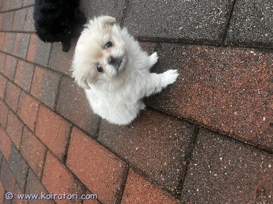 myydään pomeraniamix www.koiratori.com-ilmoitus Kahden pennun pentueesta vielä vaalea tyttö etsii rakastavas kotia. Tytöt ovat syntyneet 13.9.2025. Pennut myydään eläinlääkärin tarkasteltuina ja sirutettuina, sekä säännöllisesti madotettuina. Uusi omistaja rokotuttaa pennun 12 viikkoisena, jonka jälkeen rokotusohjelman mukaan. Luovutus alkaen 8.11.2025,  jolloin pennut ovat 8viikkoisia. 
pennut ovat suomessa syntyneitä sekä myös vanhemmat.
myydään hyviin koteihin.
hinta 1200€ ei osamaksu mahdollisuutta!


Kerrothan millainen koti sinulla olisi tytölle tarjota. Myymme tytön ainoastaan hyvään kotiin