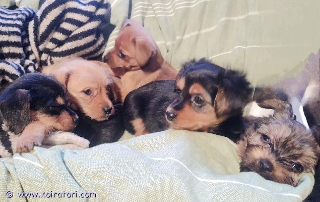 myydään kääpiökoira www.koiratori.com-ilmoitus NARTTUJA VAPAANA!Tämä suloinen sekalainen seurakunta, ihania touhukkaita kääpiökoirasekoituksia, etsii omia rakastavia kotejansa! syntyneet 10.9., eli juuri tulossa luovutusikään. Joukossa 3 narttua ja 2 urosta, 4 eri karvanlaatua. 1. Musta karkeakarvainen narttu, tuumailevainen, omat ihmiset maailman tärkeintä 2. Vaalea karkeakarvainen uros, pentueen isoin, iloinen ihmisrakas häntäheiluri3. Ruskea sileäkarvainen narttu, pentueen pienin, hyvin terhakka tapaus4. Musta kevyesti pitkäkarvainen narttu, harkitsevainen touhukas touhottaja5. Tumma-ruskea pörröturkkinen/lainekarvainen uros, toinen pienimmistä, niin herttainen ja viihtyy sylissäemä 8 kg, isä 3 kg, pentujen aikuispainot luultavasti 4-8 kg välillä. Pennut luovutetaan useasti madotettuina, eläinlääkärin tarkastamina ja sirutettuina. Syöneet laadukasta ruokaa. Ovat jo oppineet hienosti tekemään tarpeita myös ulos! 