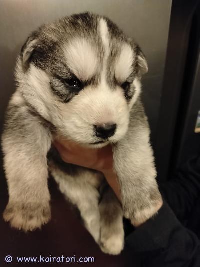 myydään huskymix www.koiratori.com-ilmoitus Varattavissa Duomessa 28.10 syntyneet salarakkauden tuloksena mix pennut. Pentueessa on 3 urosta ja 2 narttua. Kaksi urosta vapaana. Pennut ovat valmiita muuttamaan uuteen kotiin 7 viikon iässä 15.12, eli juuri sopivasti jouluksi kotiin. Pennut kasvavat lapsiperheessä ja tottuvat pienestä asti kodin kaikkiin ääniin, muihin koiriin ja kissoihin. Luovutettaessa ne ovat:* madotettu säännöllisesti, viimeisin madotus ennen luovutusta* terveystarkistettu eläinlääkärillä, josta ostaja saa todistuksen* sirutettu ja ilmoitettu viranomaisrekisteriin Pennun ensimmäinen rokotus on 12 viikon iässä ja siitä vastaa ostaja. Pentujen emo on todella kiltti perhekoira, joka rakastaa kaikkia ihmisiä ja koiria. Viihtyy ulkona ympäri vuoden. Emo on puhdasrotuinen siperianhusky. Isä on keskikokoinen pon-labradorimix. Sillä on rento luonne ja tulee kaikkien kanssa toimeen. Todella kiltti perhekoira, joka rakastaa rapsutuksia. Kummallakaan vanhemmalla ei ole riistaviettiä.Kuulostaako tämä sinulle sopivalta pennulta? Ota yhteyttä niin kerron mielelläni lisää vanhemmista ja pennuista. Lisää kuvia saatavilla sekä pennuista että vanhemmista.Kerrothan vähän itsestäsi ja millaiseen kotiin pentu olisi tulossa. En vastaa pelkkiin kuvakyselyihin :). Pennun varausmaksu on 250 euroa ja loput 750 maksetaan noudon yhteydessä. Pennut asuvat Vöyrin kunnassa Pohjanmaalla. 