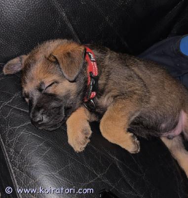 myydään saksanpaimen www.koiratori.com-ilmoitus Syntynyt saksanpaimenkoira pentue.10.9. 5n 5u luovutus 29.10 alkaen 7 viikosta alkaen

pennut elävät lapsiperheen arjen keskellä tottuen kodin ja elämisen ääniin luonteeltaan pennut ovat hyvin ystävällisiä ja ihmisrakkaita avoimia sosiaalisia...


ennen uuteen kotiin muuttoa pennut ovat

-madotettu 4 ×

-sirutettu

-rekisteröity rv

-eläinlääkäri tarkastettuna josta saa todistuksen

sekä emä että isä ovat terveitä ja tervepäisiä ovat kummatkin hyväluontoisia ja lapsiperheen koiria ei allergoita