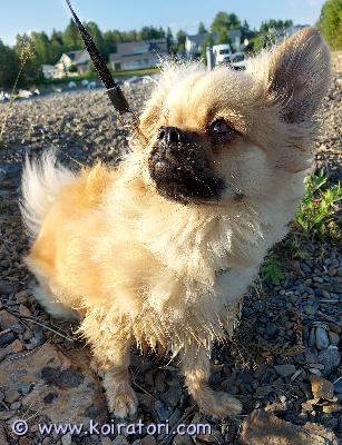 myydään tiibetinspanieli www.koiratori.com-ilmoitus Leikattu tiibetinspanieli uros, syntynyt suomessa 11/2024.
Myydään omistajan terveyden takia.

Seuraava rokotus 2/2026.

Uudelta kodilta odotetaan:
OMA PIHA, mieluiten omakotitalo
EI TAAPEROPERHE, pentumainen höseltäjä. Isommat koiraa ymmärtävät lapset ok.
LAJITOVERI (leikkisä), ainoana olo aiheuttaa levottomuutta, joka ilmenee huomionhakuisena haukkuna, ja etenkin yksin ollessa tavaroiden levittelynä. Pärjää kuitenkin ilman ihmistä useamman tunnin. Ei itke perään ja on sisäsiisti.

Luonteeltaan utelias, leikkisä.

Peruskäskyt opeteltu, iänkin puolesta kaipaa vielä vahvistusta, herkuilla helppo motivoida, myös uuden oppimiseen.
Rodulle ominaisella itsenäisyydellä ja itsepäisyydellä harkitsee tilanteen milloin haluaa miellyttää ja milloin ei.

Kynsienleikkuuseen suhtautuminen vaihtelevaa. Tätä pitkäjänteisesti treenattu ja saatu koiran stressi toimenpidettä kohtaan laskemaan. Tämä vaatii tulevalta kodilta myös jämäkkyyttä ja pitkäjänteisyyttä, tai valmiutta käyttää ulkopuolisella. 

Hinta ja vastaantulo välimatkan suhteen neuvoteltavissa, tärkeintä hyvä koti.

Kerrothan minkälainen koti olisi tarjolla.

Ei pelkkiä kuvakyselyitä.