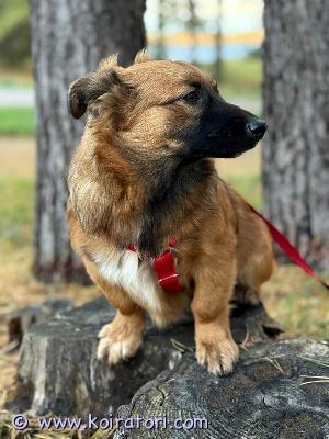 myydään sekarotu www.koiratori.com-ilmoitus Tilanne :18/11
Veli on varattu la.asti
Maria on varattu 15/12 asti
Kiitos koiraTorille, kaikkille kiitos! 
Poistan ilmoitus kun hakijat tulevat . 
Uutta perhettä etsii 7 kk 
 Maria tyttö ja hänen veli . ( veli on varattuo)
Synt.16.03.2025. 
Täysin terve
Maria on luonteeltaan erittäin kiltti ja tottelevainen tyttö. Hän tykkää kovasti niin muista koirista kuin kaikista ihmisistä. 
. On hyvin lempeä ja kaikki hoitotoimenpiteet, matkustaminen jne. sujuu mutkattomasti. Todella helppo perheenjäsen siis, joka nauttii perheen seurassa oleilusta, rapsutuksista ja kaikesta yhdessä tekemisestä. Maria on sisäsiisti. Syntynyt ja asuu samassa talossa 0-7 kk asti. 

Maria on terve( valvontaeläinlääkäri kävi tällä viikolla), ei ole allergioita eikä herkkyyksiä. On rokotettu, madotettu, sirutettu ja rekisteröity. 

Sopii helpon luonteensa puolesta niin ensikoiraksi kuin kokeneempaankin perheeseen mukavaksi harrastuskaveriksi, lenkkiseuraksi ja koko perheen rakastetuksi perheenjäseneksi. 

Laitan mielelläni  Mariasta lisätietoja vaikka whatsappin kautta. Myös kuvia ja videoita löytyy.
. Syntymämaa- Latvia
 video -wa +358 40 - 3200116 Marian veli kin etsii kotia. En luovuttaa koira pentutehdakseen . 