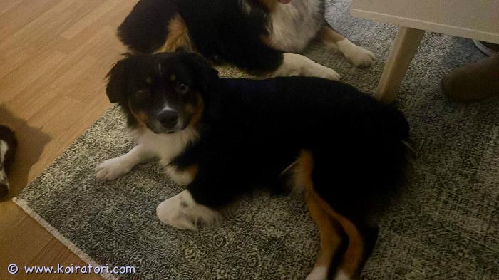 myydään pieniamerikanpaimenkoira www.koiratori.com-ilmoitus Etsitään sijoituskotia pieniamerikanpaimenkoira nartulle. Koira on kiltti, aktiivinen, ja vaatii lisää koulutusta. Koira on virallisesti terveeksi tutkittu, rokotukset ja madotukset ok. Tulee toimeen toisten koirien kanssa, ei kokemusta kissoista.

sijoituskodilla tulisi olla kokemusta koirista, sekä aikaa ja halua panostaa nuoreen koiraan. Sen tulisi myös sijaita kohtuullisen matkan päässä turusta.

koiran hinta on yhtä kuin siitä otettava pantti, joka palautuu ostajalle sijoitusehtojen täytyttyä.