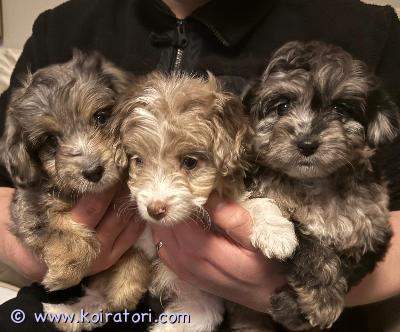 myydään sekarotuinen www.koiratori.com-ilmoitus Meillä kotona Raisiossa 12.9.2025 syntyneet kääpiövillakoiran (emo) ja sheltin yhdistelmän reippaat pennut.

Vanhemmat ovat terveitä ja sosiaalisia lemmikkikoiria. Emo meillä nähtävillä.

Vapaana vielä kolme tyttöä.

Pennut ovat eläinlääkärin tarkistamat ja siruttamat, tästä pentu saa mukaansa todistuksen.

Pennut ovat saaneet kasvaa kodin yleisen hyörinnän keskellä, joten ovat tottuneet kodin ääniin, ihmisten käsittelyyn sekä myöskin lapsiin. 

Asianmukaisesti madotettu eläinlääkärin ohjeiden mukaan.

Luovutus vaikka heti, täyttivät 8 viikkoa 7.11.

Kerrothan hieman millaiseen kotiin pentu olisi tulossa.

Osamaksu ei valitettavasti sovi.