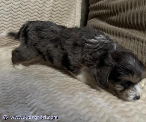 myydään sekarotuinen www.koiratori.com-ilmoitus Meillä kotona Raisiossa 12.9. Syntyneet kääpiövillakoiran (emo) ja sheltin yhdistelmän reippaat pennut.

Vanhemmat ovat terveitä ja sosiaalisia lemmikkikoiria. Emo meillä nähtävillä.

Vapaana yksi poika ja kolme tyttöä.

Pennut ovat eläinlääkärin tarkistamat ja siruttamat, tästä pentu saa mukaansa todistuksen.

Pennut ovat saaneet kasvaa kodin yleisen hyörinnän keskellä, joten ovat tottuneet kodin ääniin, ihmisten käsittelyyn sekä myöskin lapsiin. 

Asianmukaisesti madotettu eläinlääkärin ohjeiden mukaan.

Luovutus alkaen perjantaina 7.11., jolloin pennut ovat 8-viikkoisia.

Kerrothan hieman millaiseen kotiin pentu olisi tulossa.

Osamaksu ei valitettavasti sovi.