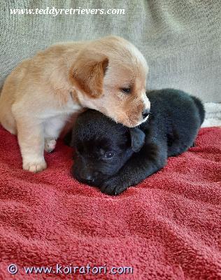 myydään teddypennut www.koiratori.com-ilmoitus Luovutusikäiset nyt! aivan ihanat suomalaiset noutajasekoitukset eli teddynoutajat. Tarvitaan vielä jokunen hyvä sopiva koti näille hellyyttäville fiksuille perhekoirille. Luovutus juuri nyt. Noutajan koko ja ihana noutajan luonne. Turkit helppohoitoiset, ei trimmausta. Lisätietoja kattavasti teddyjen kotisivuilta.käy ihmeessä katsomassa: www.teddyretrievers.com
voit ehkä löytää juuri oman nallesi. Maksu hakiessa, ei varausmaksua erikseen, jos haku piakkoin.

