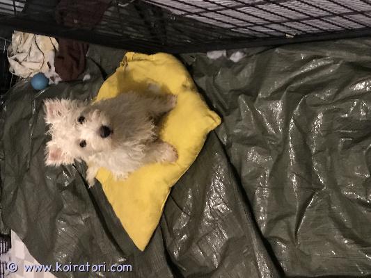 myydään westie www.koiratori.com-ilmoitus Tämä pieni mies on myytävänä. Se on westie eli valkoinen länsiylämaanterrieri. Se on syntynyt 5.6.25 ja eläinlääkäri on sen tarkastanut, rokottanut ja siruttanut. Se on terve, reipas ja iloinen pojanvesseli. Se on valmis uuteen kotiin heti kun sopiva koti löytyy. Netistä löytyy paljon tietoa westiestä. Kannattaa tutustua. Kerron lisää kun soitat. Kerro myös itsestäsi.