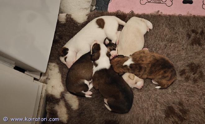 myydään bordercollie-australianpaimenkoira-whippet-mix www.koiratori.com-ilmoitus 22.10.2025 syntyneet (2 tyttöä ja 3 poikaa) bordercollie-australianpaimenkoira-whippet mix pennut vailla omaa ihmistään. Pentujen luovutus on aikaisintaan 7 viikkoisena, 10.12.2025.pennut lähtevät uusiin koteihin:- bio sensor ohjelman läpikäyneinä- sirutettuina ja ruvin rekisteriin rekisteröityinä- suositusten mukaisesti madotettuina (2, 4 ja 6 viikkoisina)- laadukkaalla nappulalla sekä raakalihalla ruokittuina- pentutarkastettuina ja silmäpeilattuina- mahdollisimman hyvin sosialistettuinapennun rokotus jää uudelle omistajalle. Pennut tullaan myös aika varmasti geenitestaamaan ennen myyntiä. Pennut ovat itä-vantaalla. Kyseessä on tarkoituksella tehty mix pentue. Pentujen myynnistä tehdään kirjallinen myyntisopimus ja pentujen mukaan tulee kaikki pennun paperit sekä pieni pentupakkaus jossa on mm. Muutama lelu, tuttua ruokaa, nameja jne.pennuista vielä 1 tyttö ja 3 poikaa vapaana, pentuja ei varata värin tai kyselyjärjestyksen mukaan vaan pyritään etsimään oikea koti oikealle pennulle. Kodilta vaaditaan kiinnostusta terveystutkimuksiin (virallinen luustokuvaus 1v - 5v välillä, luustokuvauksesta otetaan 200e pantti joka palautuu kun viralliset kuvat on otettu, luustokuvausvaatimus lonkat+kyynärät+koko selkä), halukkuutta olla kasvattajaan yhteyksissä vielä myynnin jälkeen sekä osaamista kouluttaa koira. Kiinnostus kaikesta harrastamisesta katsotaan plussaksi. Pennut ja emä nähtävissä ja pentuja ja emää on tultava katsomaan luokseni ainakin kerran ennen luovutusta.emä (bordercollie-australianpaimenkoira-whippet mix) tutkittu virallisesti tuloksin:lonkat: b/bkyynärät: 0/0selkä: ltv0, va0, sp0 (puhdas)olat: terve/tervesilmät tutkittu pentuna terveiksi, ei peilattu aikuisena uudestaan.emä on geenitestattu ja on kaikista paimenkoirille tyypillisistä sairauksista geneettisesti vapaa (cea / hsf4 / pra / mdr1 / dm / huu), emä on noin 50cm ja 20kg. Ei allergioita tai herkkää vatsaa. Emä on harrastanut aikaisemmin agilitya, nykyisin noseworkkia, ei kisaa. Pentue on emän ensimmäinen ja viimeinen. Luonteelta emä on avoin, iloinen ja erittäin helppo harrastuskoira.isä (whippet) on tutkittu virallisesti tuloksin:lonkat: b/bkyynärät: 0/0selkä: ltv0, va0 (puhdas)sydän: oksilmät: muu vähämerkityksellinen kaihi (ei vaikuta koiran jalostuskäyttöön), lisää vähämerkityksellisestä kaihist kennelliiton sivulta:https://www.kennelliitto.fi/kasvatus-ja-terveys/koiran-terveys/koiran-terveystutkimukset/silmapeilaus-tarkka-tutkimusisä on noin 15kg. Kotikoira. Ei allergioita tai herkkää vatsaa. Luonteelta avoin ja iloinen, tuttuni koira, ulkomaantuonti.pentujen suku ja suvun sairaudet muutamia koiria lukuun ottamatta on todella hyvin tiedossa, vastaan mielelläni kaikkiin pentuetta ja pentueen vanhempia koskeviin kysymyksiin :)1500e/pentu, 200e palautuu virallisia lonkka-, kyynär- ja selkäkuvauksia vastaan (2-5v ikäisenä), viralliset kuvat vaativat omistajalta koiran rekkaamista kennelliiton fix rekisteriin.