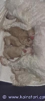 myydään bolognesemix www.koiratori.com-ilmoitus Kääpiö kokoiset uros pennut s.04.11.2025pentujen emo on bolognese/cotton ja isä puhdasrotuinen pienikokoinen kääpiö villakoira.molemmat vanhemmat ovat terveitä, suomessa syntyneitä kotimaisia koiria.pennut kasvavat meillä lapsiperheessä tottuen arjen moniin askareisiin.ennen luovutusta pennut käyvät eläinlääkärin tarkistuksessa, missä ne myös sirutetaan.