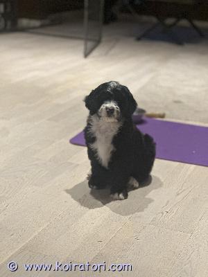 myydään bernedoodle www.koiratori.com-ilmoitus Kohta 12 - viikkoiset bernedoodlen pennut (berni x villakoira) väriltään musta valkoiset vielä omaa kotia vailla! 

valmiita uuteen kotiin pentupaketin kera!


 https://www.kennelsweetdog.com/