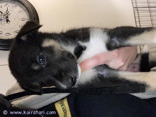 myydään Husky/jämpti/sakemani/whippet www.koiratori.com-ilmoitus Myydään sekarotuisia, alkukantaisia ja hieman metsästysviettisiä koiranpentuja 7urosta ja 2natua, joista varattavissa vielä 5 urosta. Pennut ovat syntyneet 25.09.2025, suomessa, laihialla pohjanmaalla. pennut hoidetaan hyvin, kasvavat olohuoneessa, joten tottuvat normaaleihin kodin ääniin, ihmisiin, kissoihin ja toiseen koiraan emon lisäksi. Madotetaan asianmukaisesti 3x ennen luovutusta, eläinlääkäri tarkastaa, siruttaa. Paljon käsitelty, sylitelty, harjoiteltu kynsien leikkuuta ja pesua. Sisäsiistiksi oppiminen hyvällä mallilla ja suurin osa tarpeista osuu paperiin. Myöhemmin tottuvat myös ulkoilemaan ja käymään tarpeilla omalla aidatulla pihalla. Näistä pennuista odotetaan energisiä, hyväpäisiä koiria moneen menoon. Näiden kanssa on suotavaa keksiä tekemistä, on se sitten lenkkeily, vetohommat tai luonnossa samoilu..isä:husky/jämtlanninpystykorva mix.emä: husky/ saksanpaimen-whippet- husky mix.terveitä, iloisia, sosiaalisia perhekoiria.pennut muuttaa ensi sijaisesti sitoutuneisiin ja rakastaviin, aikuisiin koteihin! viestillä lisää tietoja roduista ja vanhemmista.luovutus 20.11.2025 pentujen saavuttaessa 8vko iän.hinta 950€, josta varausmaksu 250€.