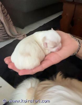 myydään tipsumix www.koiratori.com-ilmoitus Varattavissa 29.9 syntyneitä tiibetinspanielin ja maltankoiran pentuja. Pennut ovat nyt 6 vkoisia ja luovutus 24.11 pentujen ollessa 8 vkoisia. Eläinlääkärin pentutarkastus ja sirutus vkolla 7 ja madotukset kahden vkon välein.
pennuista ruskean/musta/valkoinen tyttö ja loput poikia. 