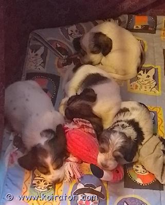 myydään petitbassetgriffonvendeen www.koiratori.com-ilmoitus Pentuja rakastavaan kotiin!

ihana elsa on saanut lupaavan pentueen 12.10.2025, isänä pennuilla on komea zlatan! pennut ovat luovutuksessa 30.11.2025

iloiset, kauniit uros-ja narttupentumme etsivät perhettä, perusterveistä, hyväluonteisista, karkeakarvaisista vanhemmista - taustalla maailmalla menestyneet kuuluisat suvut!

pennut tarkastetaan eläinlääkärillä, rekisteröidään ja totutetaan kaikenlaiseen pennulle kuuluvaan käsittelyyn! poag testien mukaisesti pennut eivät tule sairastumaan silmänpainetautiin glaukoomaan!  pennut sopivat kaikkiin harrastuksiin, ihanaksi perhekoiraksi ja lenkkikaveriksi!

mukaansa pennut saavat
-hoito-ja ruokintaohjeet
-kattavan pentupaketin
-auttavan puhelimen koko loppuelämän ajaksi

jos sinulla on tarjota rakastava ja aktiivinen koti, jossa koira saa olla osa  perhettä ja elää täysillä, ota yhteyttä!


