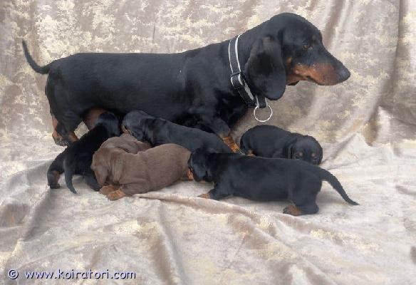 myydään mäyräkoiranpennut www.koiratori.com-ilmoitus Ihanat mäyräkoiranpennut valmiina uusiin koteihinmeillä on ilo ilmoittaa, että viisi suloista mäyräkoiranpentua etsii nyt omia rakastavia kotejaan. Pennut ovat valmiita luovutukseen 20. Marraskuuta 2025.pennut ovat syntyneet 25. Syyskuuta 2025 ja ovat luovutusiässä (8 viikkoa) luovutuspäivänä.pentueessa on kolme poikaa ja kaksi tyttöä, kaikki terveitä, reippaita ja täynnä luonteenpiirteitä.molemmat vanhemmat ovat terveitä ja hyväluonteisia mäyräkoiria. Pennut on tarkastettu eläinlääkärissä, ja jokainen niistä on todettu täysin terveeksi ja kehittyy hienosti.jokainen pentu saa mukaansa laadukkaan pentupaketin, joka sisältää:näytteen ruoasta, jota pentu on syönytlelupaketin virikkeeksi ja leikiksipehmeän viltin, jossa on tuttu pesän tuoksu helpottamaan sopeutumistayksityiskohtaisen ruokintaohjeen ja aikataulunpentujen odotetun kasvukäyrän ja hoito-ohjeitajos etsit rakastavaa, uskollista ja leikkisää perheenjäsentä, yksi näistä mäyräkoiranpennuista saattaa olla täydellinen valinta sinulle.lisätietoja tai tapaamisaikojen sopimista varten otathan yhteyttä.