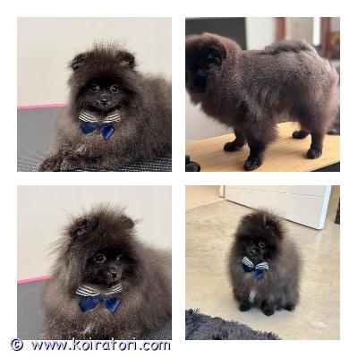 myydään pomeranian www.koiratori.com-ilmoitus Pomeranian pennut, pojat, ikä 5 kk.

Ihanat ja terveet pojat. 
Leikkisiä ja sosiaalisia.Pennut ovat fiksut ja oppivat nopeasti.
Mikrosiru, rokotukset, eu-passi löytyy.
Täysin rokotettu ja voivat matkustaa Suomeen.

Vanhemmat puhdas pomeranian.

Pojat ovat valmiita muuttamaan uuteen kotiin. Luovutus heti.

Pennut sijaitsevat Tallinnassa.

Jos olet kiinnostunut laittaa viestiä kerrothan millainen koti sinulla olisi koiralle tarjota.
Yhteydenotot mieluiten sähköpostilla.

