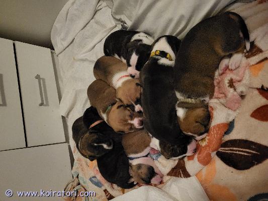 myydään sekarotuinen www.koiratori.com-ilmoitus Etsitkö koirasosiaalista koirapuisto koiraa? Jos vastasit kyllä, tämä ilmoitus ei ole sinulle.Tai jos sinulla on päihdeongelmia, älä vaivaudu ottamaan yhteyttä. 20.10.25 syntyi 9 pentua, 3 komeaa urosta ja 6 kaunista narttua.Vaikka näitä pentuja ei ole suunniteltu, ovat ne silti rakastettuja, hyvin hoidettuja ja heille etsitään parhaat ja osaavat kodit. Nämä koirat kaipaavat johdonmukaisen, erittäin hyvän koulutuksen. Eivät sovellu missään nimessä ensimmäisiksi koiriksi ja myydäänkin ainoastaan koteihin, joissa on kokemusta vahvaluonteisista koirista ja koiranlukutaitoa. Pennuista tulee vahvoja, energisiä, itsepäisiä, lojaaleja, oman perheen koiria, joilla saattaa esiintyä vahti/suojeluviettiä.  Sopivat hyvin lapsiperheisiin, sillä pennut tottuvat lapsiin heti alkutaipaleella. Emä on avoin, hyvin ihmisystävällinen ja energinen neiti. Uroksen luonteesta emme tiedä, vain rotu on tiedossa. Teemme paljon töitä pentujen sosiaalistamisen eteen, jotta he saavat parhaan mahdollisen pohjan, jo ennen luovutusta. Olemme käyneet koiranpennun varhaisen sosiaalistamisen kurssin. Pennut luonnollisestikin käyvät eläinlääkärin tarkastuksessa, madotetaan ja sirutetaan.Jos kiinnostuit ja uskot voivasi tarjota pennulle sopivan kodin, ota ensin yhteyttä sähköpostitse, kerro itsestäsi/perheestäsi, koirakokemuksesta, asuinpaikasta yms. Laita mukaan puhelinnumerosi, niin soitan sinulle ja keskustellaan enemmän. Koko perheen täytyy olla yhtä mieltä koiran hankinnasta ja koiran hankinta täytyy olla tarkkaan mietitty. Emme halua näitä missään nimessä kiertoon. Pentuja täytyy tulla katsomaan vähintään kerran ennen varaamista, varaamisen yhteydessä otamme varausmaksun 200e, jota ei palauteta ostajan peruessa, myyjän peruessa varausmaksun saa takaisin. Luovutus 8 viikon iästä 15.12 alkaen.  