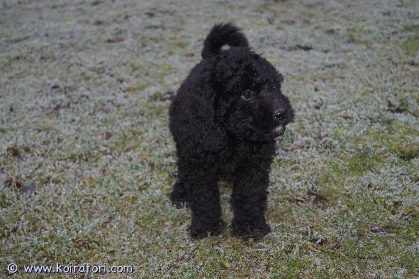 myydään Labradoodlepennut www.koiratori.com-ilmoitus 16.9.2025 Suomessa syntyneet labradoodlen (75% villakoira, 25% labradorinnoutaja) pennut etsivät omia koteja. Pennut ovat jo luovutusikäisiä ja valmiita muuttamaan, osa pennuista onkin jo lähtenyt. Jäljellä sekä tyttöjä että poikia. Pennut on madotettu useaan kertaan ja sosiaalistettu hyvin. Ne ovat tottuneet niin lapsiin kuin toisiin koiriinkin. Eläinlääkäri on tarkastanut pennut ja mikrosiruttanut ne. Pennut luovutetaan rekisteröityinä. Sisäsiisteyttä on harjoiteltu ahkerasti, tästä on helppo jatkaa uudessakin kodissa.Labradoodle on ystävällinan, seurallinen ja allergiavapaa rotu, joka soveltuu niin aktiiviseen menoon ja meininkiin kuin rauhallisempaankin kotielämään.Varausmaksu 300e. Toimintamme on yritysmuotoista, joten turvanasi on kuluttajansuoja. Katso lisää kuvia kotisivuiltamme ja tule paikan päälle tapaamaan pentuja; myös isä ja emän emä ovat meillä nähtävillä!