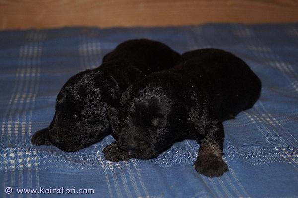 myydään Schnoodlepennut www.koiratori.com-ilmoitus 31.10.2025 Suomessa syntyneet schnoodlepennut nyt varattavissa. Pentujen emä on kääpiösnautseri ja isä keskikokoinen villakoira, pentujen odotettavissa oleva aikuiskoko on noin kymmenen kilon luokkaa. Pentuja syntyi kuusi, kaksi poikaa ja neljä tyttöä. Pentujen pääväri on musta, osalla on ruskeaa jaloissa ja silmien päällä ja osalla pieniä valkoisia merkkejä. Pennut luovutetaan eläinlääkärin tarkastamina, mikrosirutettuina, useaan kertaan madotettuina sekä rekisteröityinä aikaisintaan seitsemän viikon ikäisinä eli 19.12.2025 alkaen.

Jos kiinnostuit pennuistamme, tutustu kotisivuihimme ja ota yhteyttä soittamalla tai sähköpostitse (ei tekstiviestejä) sekä tule katsomaan pentuja ja vanhempia. Pennun hinta on 1800 €, josta varausmaksu 300 €. Varausmaksua ei palauteta, mikäli ostaja peruu kaupan.