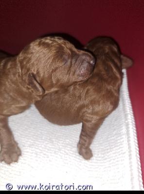 myydään kääpiövillakoira www.koiratori.com-ilmoitus Suomessa syntyneet 01.11.25 villakoiran pennut. 2 urosta etsii kotia. Pentujen emo ja isä ovat syntyneet suomessa.
pentujen vanhemmat ovat noin 4kg ja 28cm korkeita
pennut luovutetaan 7 vko iässä:
eläinlääkärin tarkastamana,
madotettuna säännölisesti ja 
sirutettuna.
Rokotus 12 vko iässä.
Pennut  tottuvat normaaliin perhe arkeen.  Harjoitellaan trimmausta, kynsien leikkausta ja harjausta ymm.
Pennuille haetaan rakastavaa loppuiän kotia. Kerron mielellään lisää vanhemmista ja pennuista,lisää kuvia ja videoita saa ottamalla yhteyttä
kerro itsestäsi ja millaiseen perheeseenkoira tulisi.

Varausmaksu 150e joka vähennetään loppu summasta.
