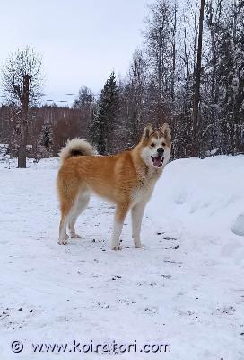 myydään itäsiperianlaika www.koiratori.com-ilmoitus Etsitään hyvää ja vastuullista loppuelämänkotia itäsiperianlaika mörölle. Mörö on vajaa 2-vuotias uros. Eläinlääkäri on todennut hänellä takajaloissa yliliikkuvat nivelet, jotka kipeytyvät liiallisesta rasituksesta.pääsääntöisesti ollut ulkokoirana, vahtiviettiä löytyy. Ilmoittaa vieraat haukkumalla. Ei ole kuitenkaan koskaan ollut agressiivinen. Tottunut lapsiin. Ei pidä kissoista.ei pelkästään sisäkoiraksi. Mukava lenkkikaveri taikka pihavahti. Maltillisesti koiraa kuunnellen voi käyttää myös metsästykseen.kennelliiton rekisterissä, sirutettu, rokotettu ja madotettu. Hinta neuvoteltavissa hyvän kodin löytyessä. Ota yhteyttä!