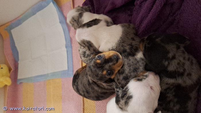 myydään sekarotuinen www.koiratori.com-ilmoitus Syntyneet 30.9.25 
4tyttöä
1poika
madotettu, sirutettu, eläinlääkärin tarkistamat. 

emo mäyräkoira
isä yorkshirenterrieri/mäyräkoira 

luovutus 19.11 alkaen

pennut tottuneet lapsiin ja kissoihin. 
vaaleilla pennuilla siniset silmät. 
tummilla pennuilla ns 