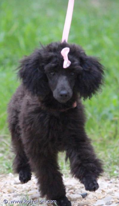 myydään Kääpiövillakoira www.koiratori.com-ilmoitus Feminiininen, siro ja kaunis, pian 6kk ikäinen kääpiövillakoiran musta narttupentu vielä kotia vailla. Luovutus heti oikean kodin löydyttyä. Kattavasti terveystarkastetut vanhemmat. Pentu on erittäin tasapainoinen, älykäs ja elämäniloinen. Perheeseen ja ihmisiin kovasti kiintyvä. Pentu on kasvanut lapsiperheen keskellä, tottuen toisiin koiriin sekä kissoihin. Pentu on pienikokoinen ja kasvuennuste aikuisena on alle 28cm eli jäänee toykokoon. Ennen luovutusta pentu on eläinlääkäritarkastettu x kaksi, sirutettu, madotettu moneen kertaan sekä rokotettu säädösten mukaan. Pennulle etsitään asiallista kotia, joten kysy pentua nimesi ja numerosi kera vasta, kun pennunhankinta on varma päätös ja taloutesi on kunnossa. Ei osamaksumahdollisuutta