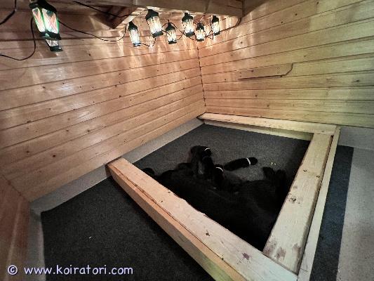 myydään labradorinnoutaja www.koiratori.com-ilmoitus Meidän rakas labbis sai maanantaina 10.11. 8 pentua – 4 tyttöä ja 4 poikaa, joista 1 on ruskea ja 7 mustia. Vaikka luovutukseen on vielä aikaa, haluamme aloittaa perheiden etsinnän hyvissä ajoin.

emme ole ammattikasvattajia. Halusimme perheellemme kokemuksen pentujen syntymästä ja hoidosta – ja tämä matka on ollut jo nyt ikimuistoinen. Pennuille on rakennettu oma lämmin pesä saunaan, jossa jouluvalot tuovat tunnelmaa. Pentulaatikko tehtiin papan kanssa, rakkaudella ja käsityönä.

asumme järven rannalla, jossa emo ui kesäisin joka päivä ja juoksee pallon perässä loputtomiin. Hän on ollut mahtava leikkikaveri meidän 5-vuotiaalle tyttärellemme jo kolmen vuoden ajan – lempeä, leikkisä ja uskollinen.

Meillä ei ole vaatimuksia – vain yksi toive:
toivomme, että jokainen pentu pääsee kotiin, jossa halutaan juuri tämä hulvaton, energinen ja rakastava rotu elämänkumppaniksi. Labradori on perhekoira isolla sydämellä – leikkisä, uskollinen ja aina valmis seikkailuun. Meille tärkeintä on, että pennut saavat kasvaa rakastetuiksi, aivan kuten emo on ollut meille: osa perhettä, ystävä ja ilon tuoja jokaiseen päivään.

Nämä pennut ovat aitoja labradoreja mahtavilla sukupuilla, josta löytyy US championia ja vaikka mitä ja kaiken voi tarkastaa ilmoituksen linkeistä. Nämä pennut tosin ovat tarjolla vain perheisiin/omistajille jotka hakevat leppoisaa seuralaista joka on valmis keskeyttämään nokkaunensa jääkaapin oven narahtaessa. Ei siis tarjolla näyttelykoiriksi.

Emo: https://jalostus.kennelliitto.fi/frmKoira.aspx?RekNo=FI45288/24

Isä:
https://jalostus.kennelliitto.fi/frmKoira.aspx?RekNo=FI47472%2F18&R=122