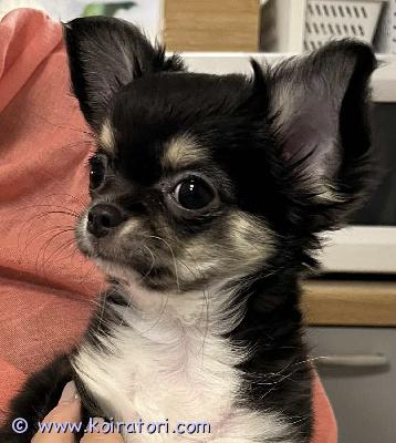 myydään chihuahua www.koiratori.com-ilmoitus Myytävänä suloinen naaras chihuahuapentu, joka on syntynyt 09.08.2025. Hän on iloinen, ihmisrakas ja reipas pienikokoinen koiratyttö, joka on saanut kaikki ikäänsä sopivat rokotukset. Pennulla on oma EU-lemmikkieläinpassi sekä EKL-FCI-rekisteritodistus.

hän on kasvanut kotioloissa, tottunut ihmisten seuraan ja odottaa nyt omaa rakastavaa ja huolehtivaa kotia.

lisätietoja tai tapaamisaikaa varten ota rohkeasti yhteyttä.