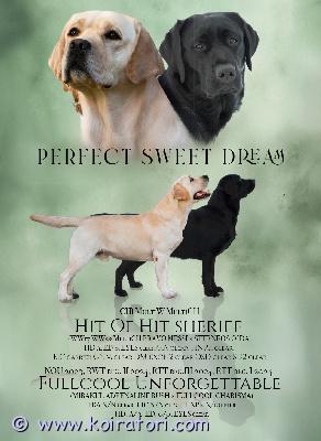 myydään labradorinnoutaja www.koiratori.com-ilmoitus Kennelissa perfect sweet dream on syntynyt 13.11 labradorinnoutajan pennut - vapaana pari musta ja pari keltaista urosta. Vanhemmat on terveystarkastettu ja hyväluonteiset näyttelykoirat, äiti myös työskentele. Pennut on monta kerta saanut matolääken, sirutettu, tehdy ensimmäinen penturokotus ja omavat eu passin ja ekl rekisteritodistuksen (export pedigree) kun valmis muutamaan uusin koteihin alkaen 8.1.2026. Mukana tulee myös pentupaketti, kirjalliset ohjeet ja sopimukset suomeksi. Pennut kasvaa eläinlääkärin huolen alla ja saa kaiken parhan että elämän alku vois olla erinomainen. Jos olet kiinnostunut pennusta, ole hyvä ja kirjoitta heti vähän myös itsesta - eli mikä olis suunnitelmat pennun kanssa, minkälaiset on koirakokemukset jm - kiitos. 