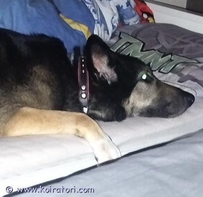 myydään sekarotuinen www.koiratori.com-ilmoitus Sekarotuinen sakemanni mix 10v narttu etsii loppuelämän kotia.  tulee toimeen lasten kanssa mutta ei kissojen eikä oikein toisten koirienkaan kanssa.  lisätietoa saa kysymällä. 

eupassi löytyy ja on sirutettu.
asuinpaikka jyväskylä 