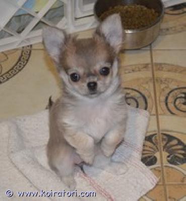 MYYDääN chihuahua www.koiratori.com-ilmoitus Chihuahua,pitkätukkainen tyttö, syntynyt 24.08.2025,  kaunis ja iloinen. Saatavilla rakkaaksi lemmikiksi perheeseen. Sukutaulu, eurooppapassi, mikrosiru, rokotukset ja madotukset.
toimitus helsinkiin on mahdollinen .
p.358449703263

lisätietoja: kitanakitana1234@bk.ru