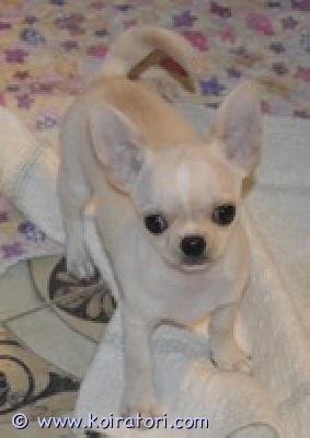 MYYDääN chihuahua www.koiratori.com-ilmoitus Chihuahua, poika, syntynyt 15.08.2025, lyhytkarvainen, kaunis ja iloinen. Saatavilla rakkaaksi lemmikiksi perheeseen. Sukutaulu, eurooppapassi, mikrosiru, rokotukset ja madotukset.
toimitus helsinkiin on mahdollinen .
p.358449703263

lisätietoja: kitanakitana1234@bk.ru