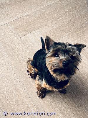 myydään yorkshirenterrieri www.koiratori.com-ilmoitus Uutta sopivampaa kotia etsii yorkshirenterrieri uros. 

erittäin hyvä rakenteinen, väri blacktan. 

syntynyt 7.8.2024 
syntymämaa viro. 
mikrosiru pvm 9.10.2024.

maahantuotu omaan käyttöön.
rokotukset ja madotukset ajantasalla.

ei sairashistoriaa, tiettävästi hyvin terve.
eläinlääkärin tarkastama 14.7.1025


luonne pääosin rodunomainen, vilkas ja terävä. Liiallisesta arkuudesta johtuen resurssiagressiivisuutta joka esiintyy meillä laumassa. Tämän vuoksi etsimässä sopivampaa, hyvää kotia. Ei siis suositella laumaan tai lapsiperheeseen. 

vain asiantuntevaan kotiin.

hinta muodollinen ja sovittavissa oikean kodin löytyessä.

lisätietoja viestillä/puhelimitse.
myyjä