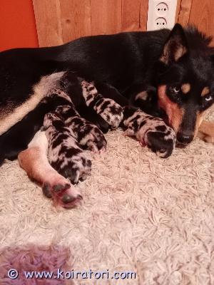 myydään pomsky www.koiratori.com-ilmoitus Pomsky pentue.
syntyivät 13.11.2025.
yhteensä 8 pentua.
vapaana olevia pentuja:

black tan uros.
black tan narttu.
blue merle uros.
blue merle narttu.
tri color uros.
tri color narttu.

pennuista odotettavissa seurallisia ja helppoja koiria. Säkäkorkeus arviolta 35cm-45cm. Vanhemmat tottelevaisia, ei haukkuherkkyyttä eikä riistaviettiä ja tulevat toimeen muiden koirien kanssa sekä myös pienten lasten, terveitä kaikinpuolin, ei ongelmia eikä allergioita ihon/turkin tai ruuan suhteen.

pennut ruokitaan laadukkaalla ruualla, raakaruoka / nappula 50/50. Pentutarkastus eläinlääkärissä jossa saavat myös sirut. Matolääkkeet 2vk välein. Rokotukset 12vk iässä. Mukaan tulee pentupakkaus: tuttua ruokaa, panta, flexi + kantokoppa / kuljetushäkki pennulle. Pentujen kuljetus onnistuu oulu-kuopio-helsinki välille. Mahollisesti pohjoiseen päin myös oulusta.

pennun hinta 1400e, josta varausmaksu 200e. Ei osamaksua. Yhteydenotot whatsapilla alkuun ja kerro siinä vähä mihi paikkaa pentu ois tulossa. 0404628691

( Pennut sijaitsee iissä, Simon vieressä ja ilmoitusta ei pystynyt julkaisee ellei laittanu paikkakunnaksi Simoa ) 