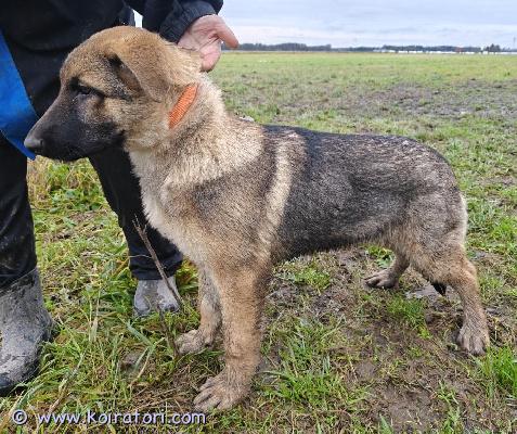 myydään paimenkoiramix www.koiratori.com-ilmoitus Reilu 3kk ikäinen poika etsii uutta kotia,rotuina sakemannia valkkaria ja collieta.ekan rokotuksen saanut ja madotettu.muuten reipas ja terve mutta toinen kives ei vielä laskeutunut.
