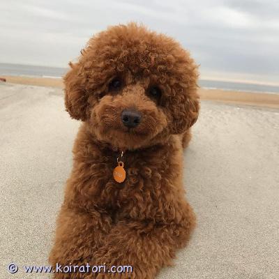 myydään villakoiranpennut www.koiratori.com-ilmoitus Meillä on vapaana ihastuttava villakoiranpentupari, molemmat alle 16 viikon ikäisiä. Toinen on uros ja toinen naaras, molemmilla on kaunis aprikoosinvärinen turkki. Nämä pennut ovat valmiita kohtaamaan uuden kotinsa ja ne on rokotettu ja madotettu, mikä varmistaa, että ne ovat terveitä ja valmiita uusiin koteihinsa.