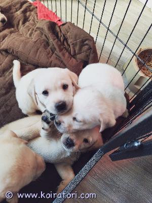 myydään labradorinnoutaja www.koiratori.com-ilmoitus Etsitään rakastavaa kotia suloisille pennuille, jotka ovat syntyneet suomessa 01.10.2025 pennut luovutetaan 8 viikon ikäisenä 25.11.2025 pennut ovat rekisteröity 03.11.2025. Eläinlääkärin tarkastamat ja terveeksi todetut 29.10.2025