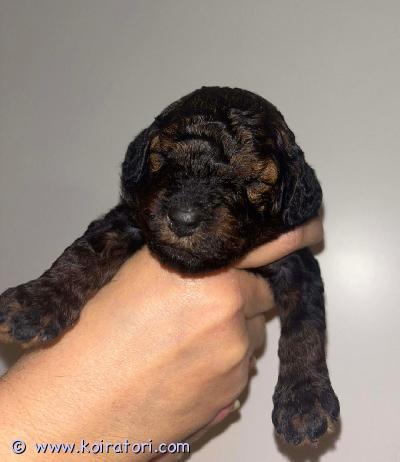 myydään kääpiövillakoira www.koiratori.com-ilmoitus Kääpiövillakoiran pennut  s.01.11.25
molemmat vanhemmat ovat suomessa syntyneitä kotimaisia koiria. 150€ varausmaksu joka miinustetaan loppu summasta.

ennen luovutusta pennut käyvät eläinlääkärin tarkistuksessa, missä ne samalla myös sirutetaan.